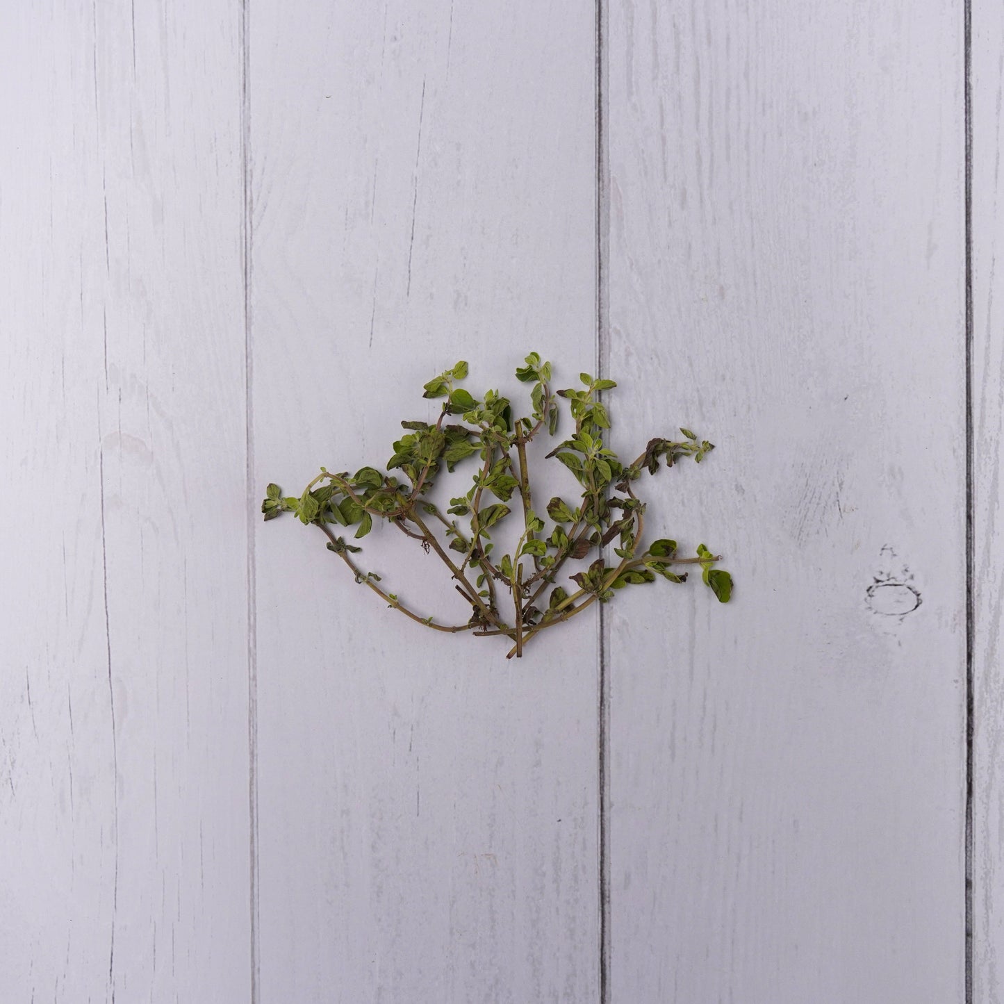 Oregano Leaves - 100 % Natural & Farm Fresh Exotic Vegetables