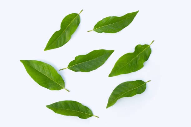 Organic Custard Apple Leaves / Sitaphal Ke Patte - 100 Gms - Kedia Organic Agro Farms Herbs Kedia Organic Agro Farms