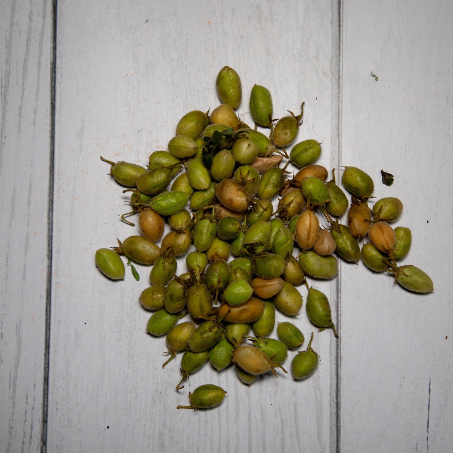 Green Chana / Harabara -- 100 % Natural & Farm Fresh Farm Fresh Vegetables