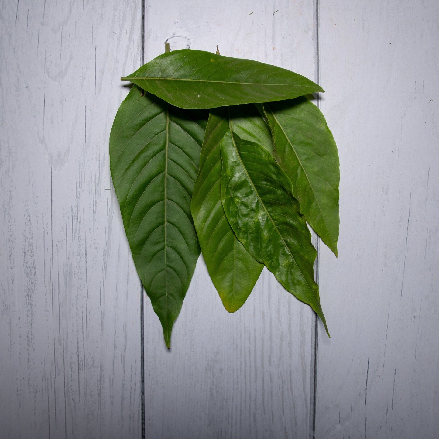 Adulsa Leaves - 100 % Natural & Farm Fresh Herbs