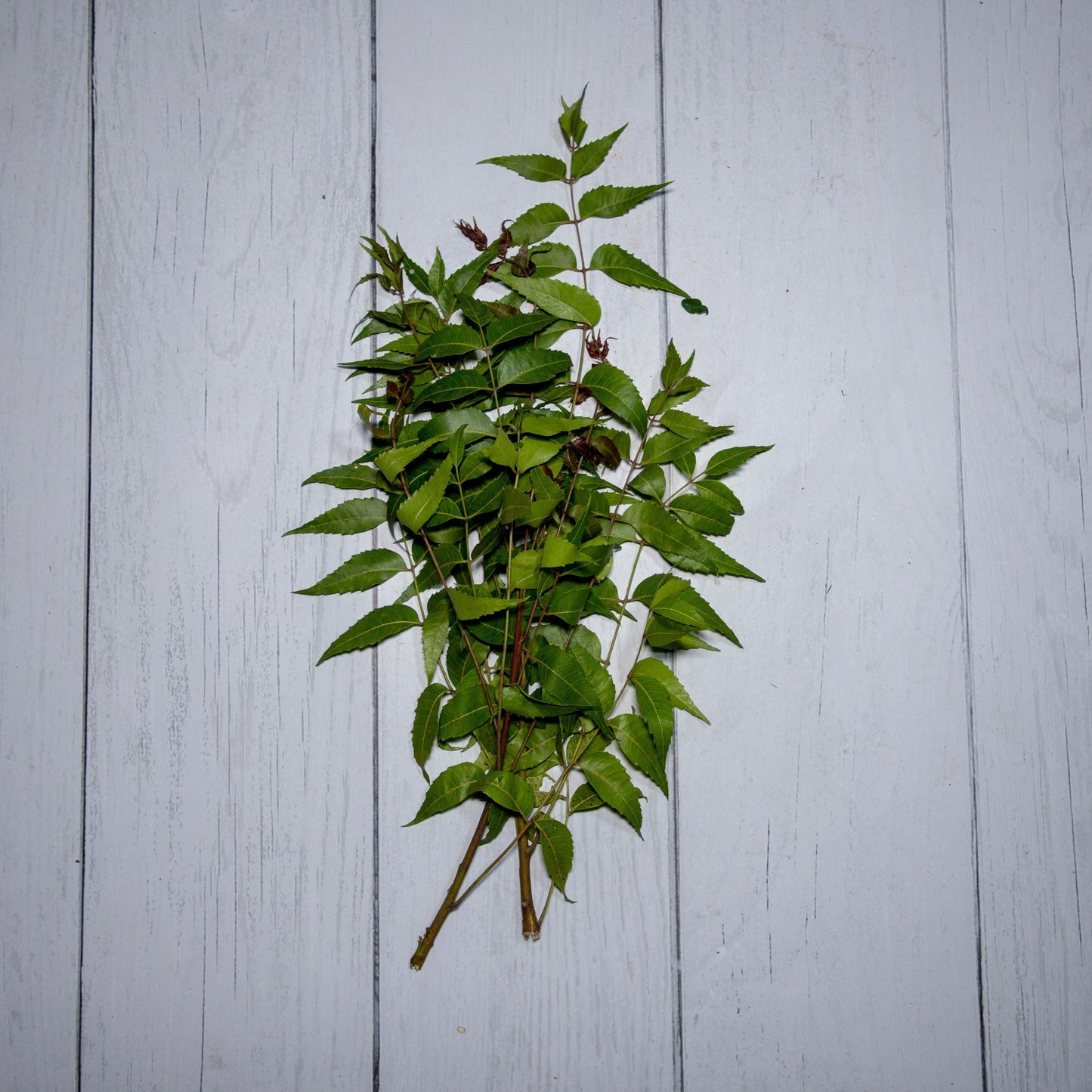 Neem Leaves / Azadirachta Indica - 100 % Natural & Farm Fresh Herbs