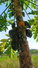 Why is Organic Food Expensive?