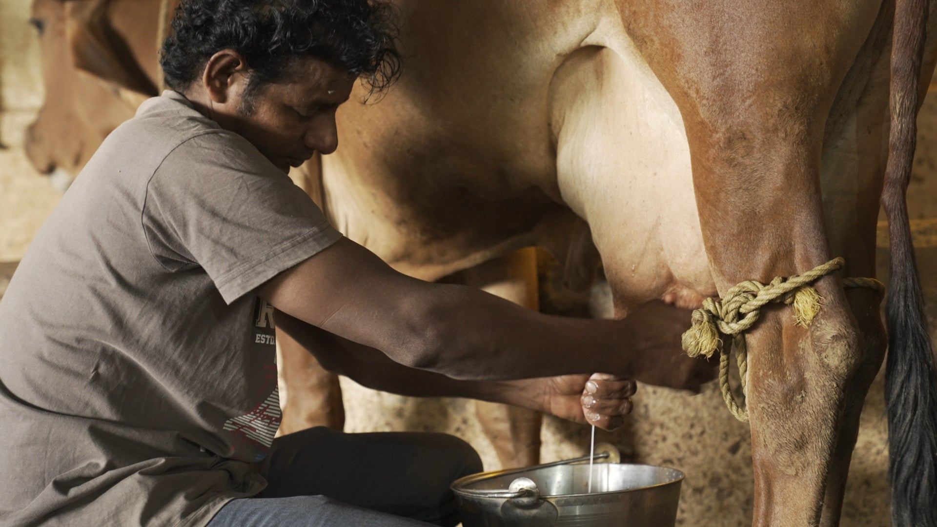 Man milking a cow with a metal bucket in a barn setting