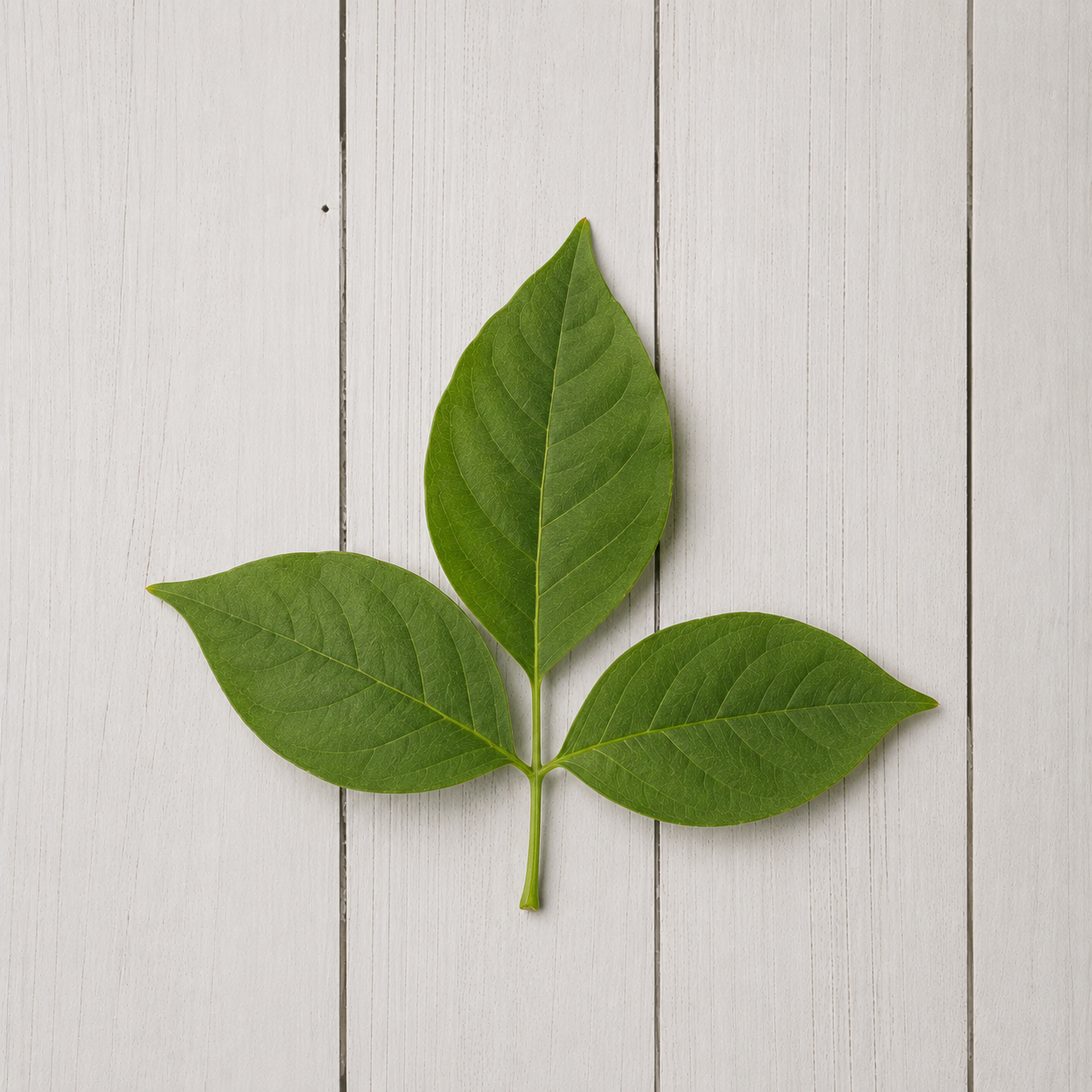 A single green three-leaf botanical sprig centered on a white painted wood plank background.