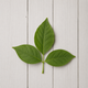 A single green three-leaf botanical sprig centered on a white painted wood plank background.