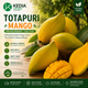 Kedia Organic Totapuri Mango advertisement with mangoes and promotional text.