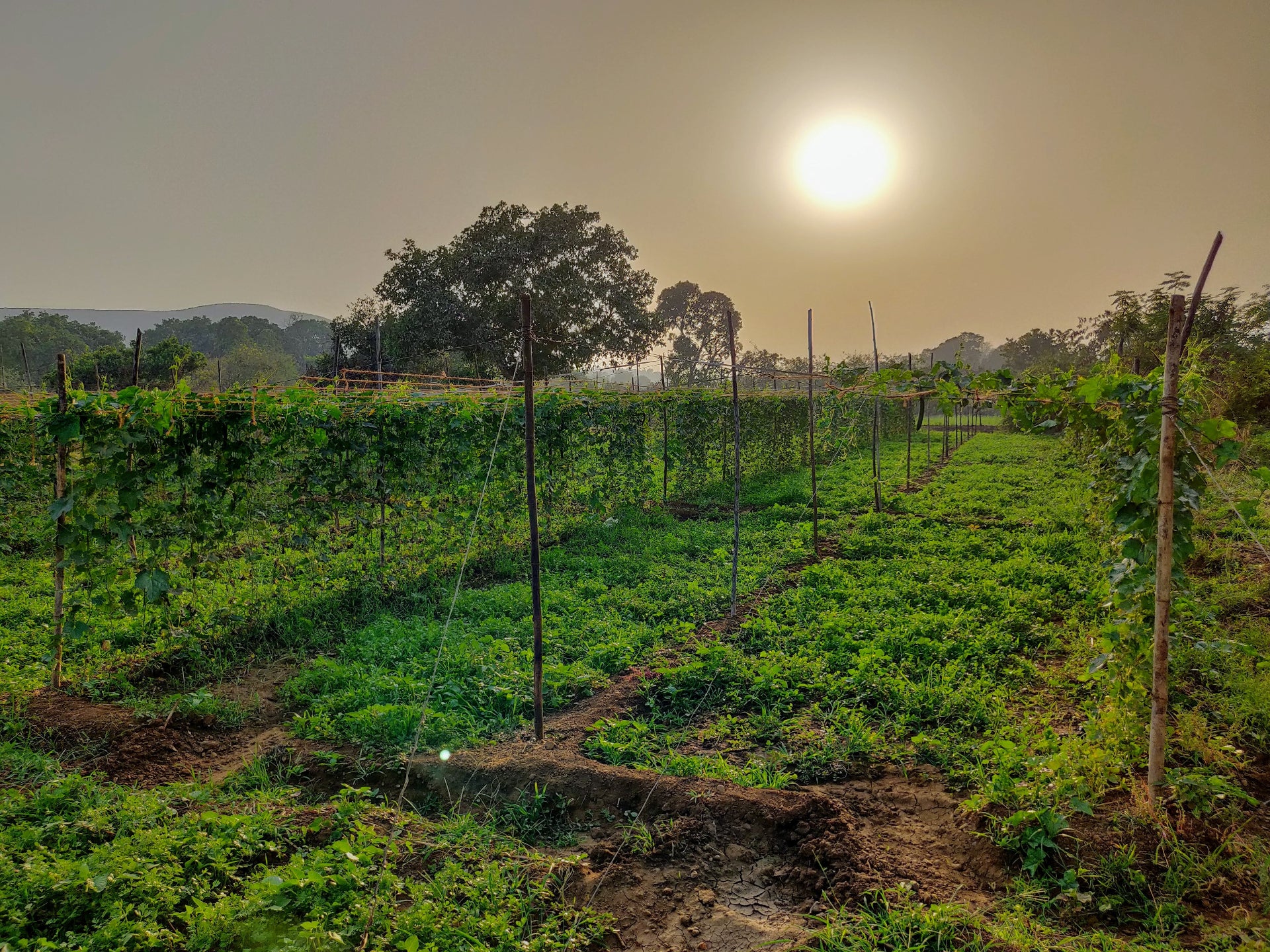 Vegetable garden with rows of plants under a sunlit sky