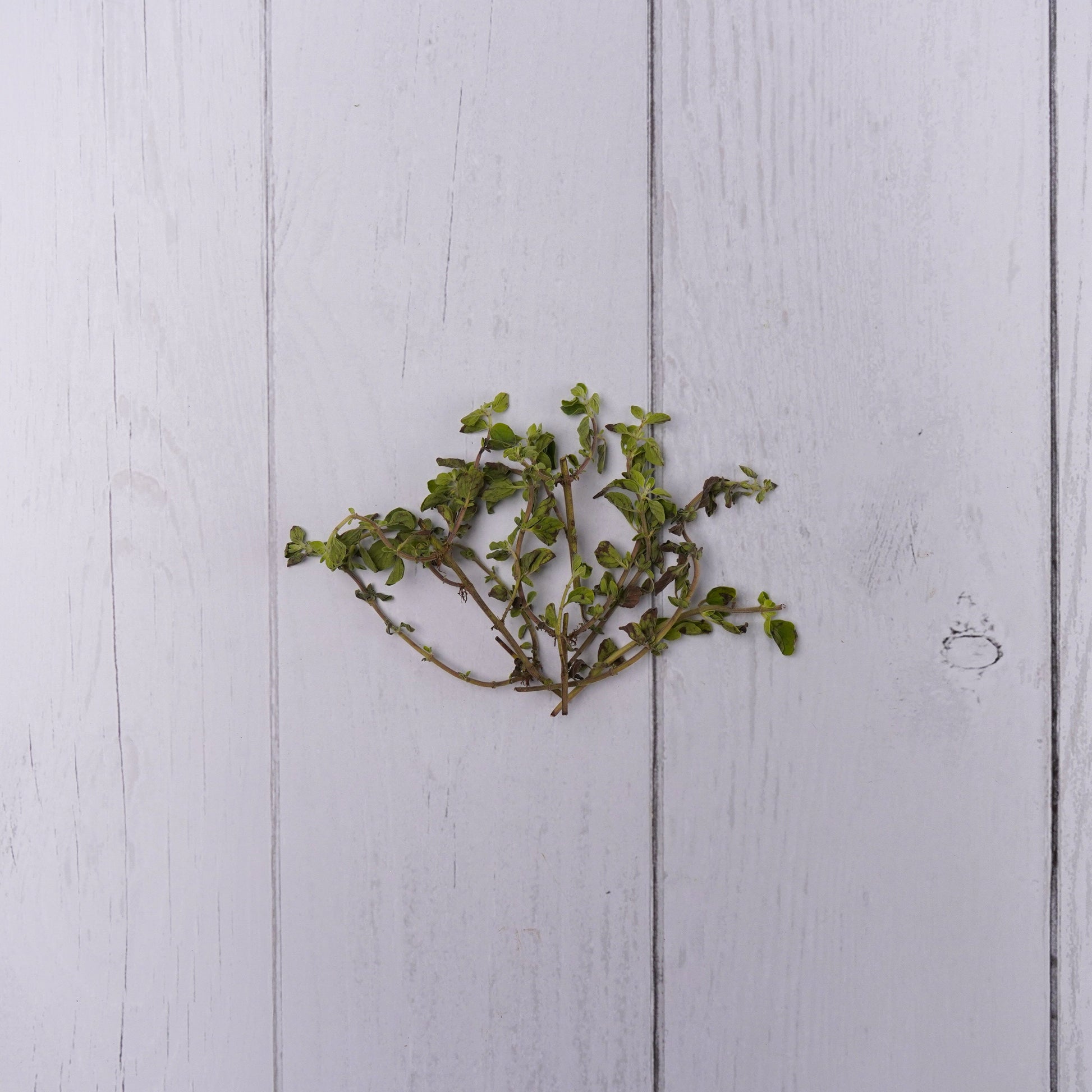 Oregano Leaves -  100 % Natural & Farm Fresh Exotic Vegetables  