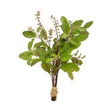 Organic Tulsi Leaves / Holy Basil - 100 Gms - Kedia Organic Agro Farms