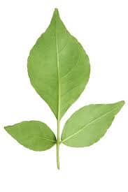 Bell Patra - 1- 100 % Natural & Farm Fresh Herbs  
