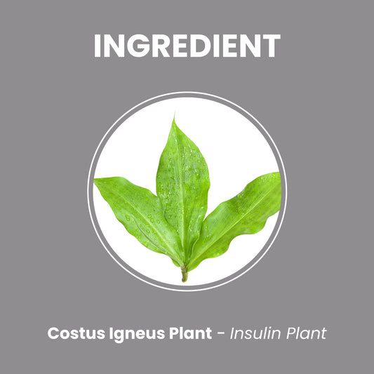 Costus Igneus Powder