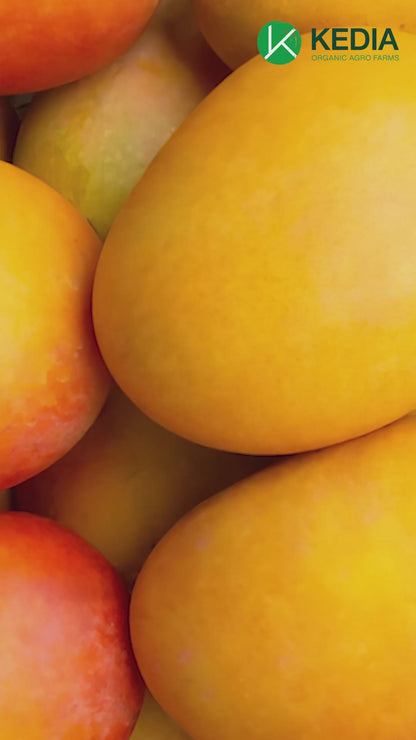 Alphonso Mango (Hapus) – Premium Ratnagiri & Devgad.