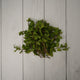 Mint Leaves / Pudina Patta -- 100 % Natural & Farm Fresh  Leafy Vegetables  