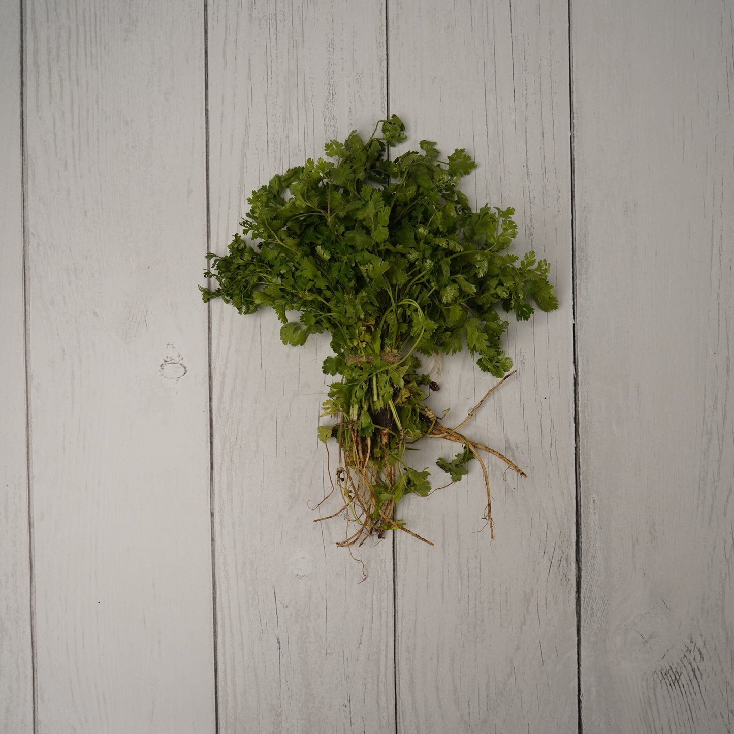 Coriander Leaves / Dhaniya Patta - 1- 100 % Natural & Farm Fresh Leafy Vegetables  