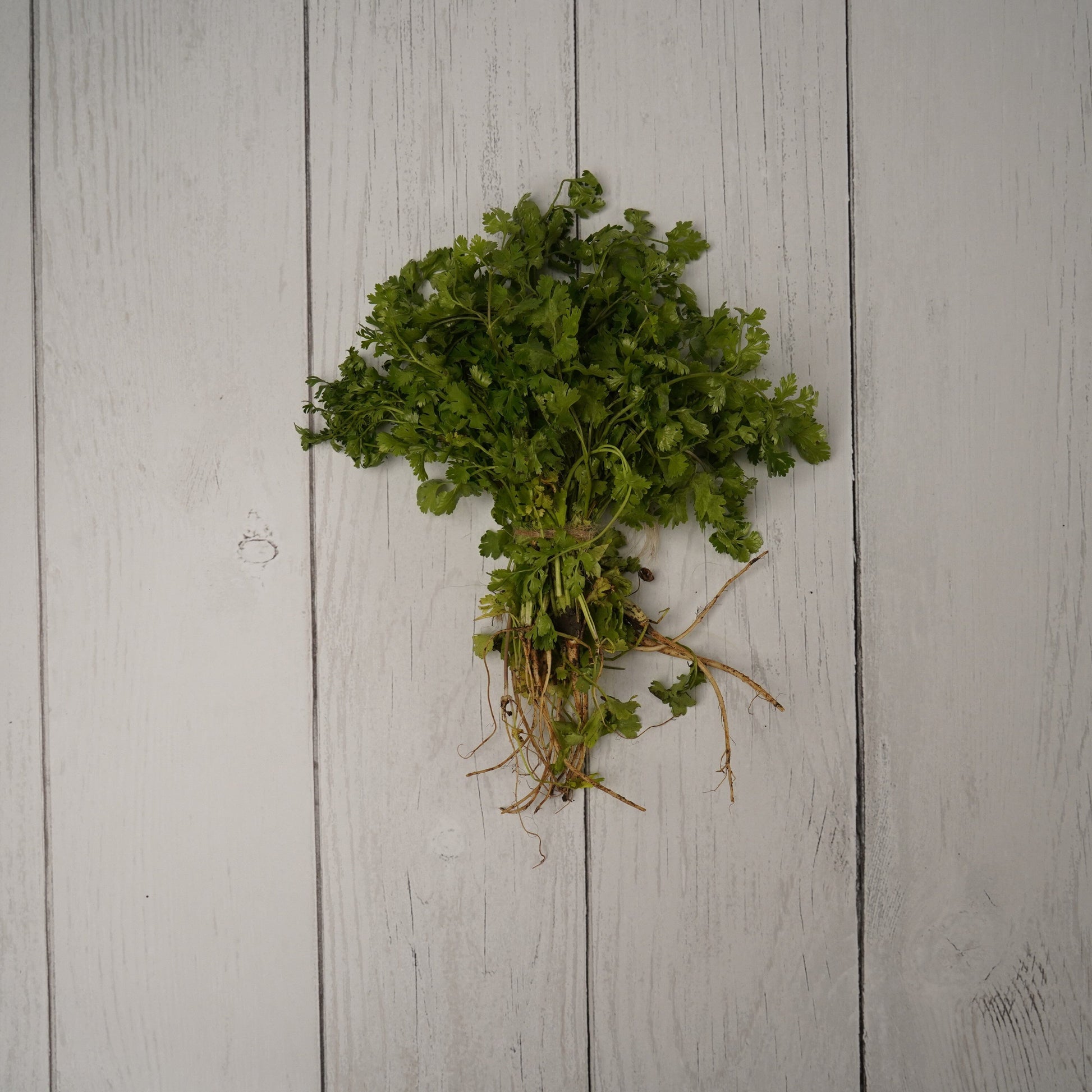 Coriander Leaves / Dhaniya Patta - 1- 100 % Natural & Farm Fresh Leafy Vegetables  