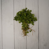 Organic Coriander Leaves / Dhaniya Patta - 150 Gms - Kedia Organic Agro Farms