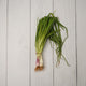 Spring Onion / Hara Pyaaz - 1- 100 % Natural & Farm Fresh Leafy Vegetables  