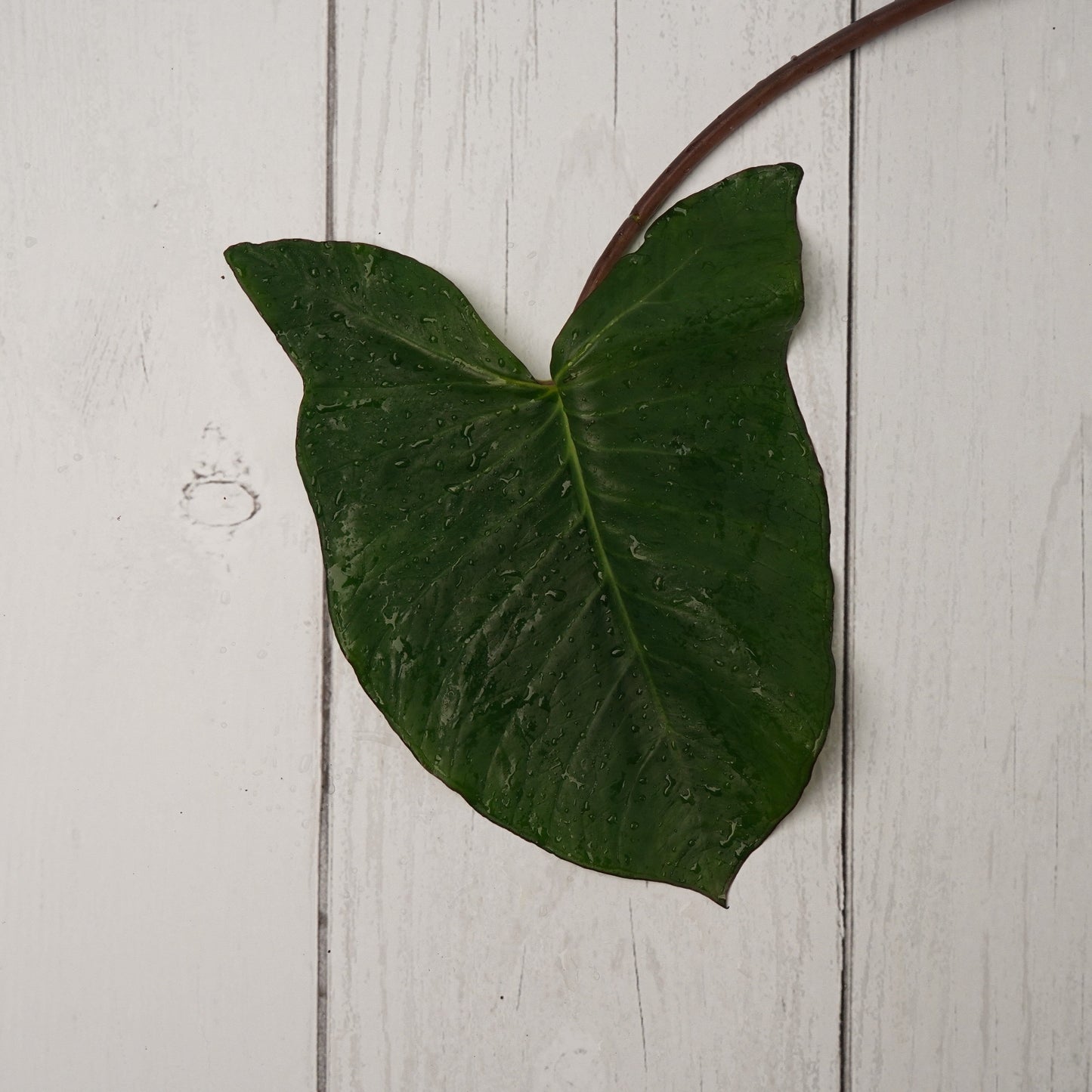 Colocasia Leaves / Aloo Wadi Patta - 10 Piece Leafy Vegetables  