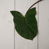 Organic Colocasia Leaves / Aloo Wadi Patta - 10 Piece