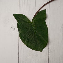 Colocasia Leaves / Aloo Wadi Patta - 10 Piece Leafy Vegetables  