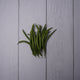 French Beans / Fansi -  100 % Natural & Farm Fresh  Farm Fresh Vegetables  