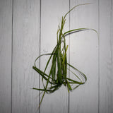 Organic Lemon Grass / Nimbu Chai - 150 Gms - Kedia Organic Agro Farms