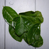 Organic Lemon Leaves / Nimbu Ke Patte - 100 Gms - Kedia Organic Agro Farms