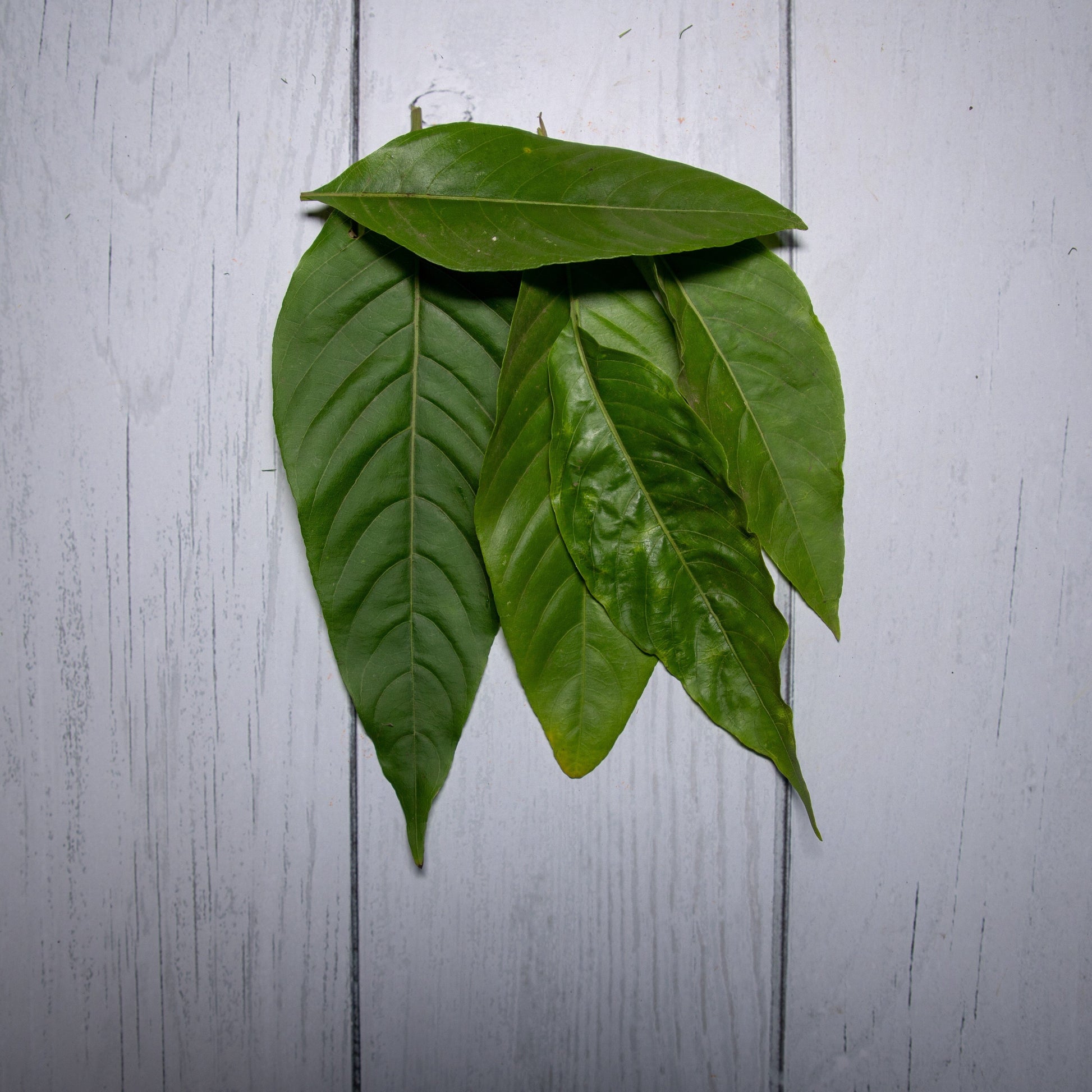adulsa plant seeds Adulsa Leaves