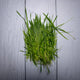 Wheatgrass Leaves / Gehu Ke Jaware -  Herbs  