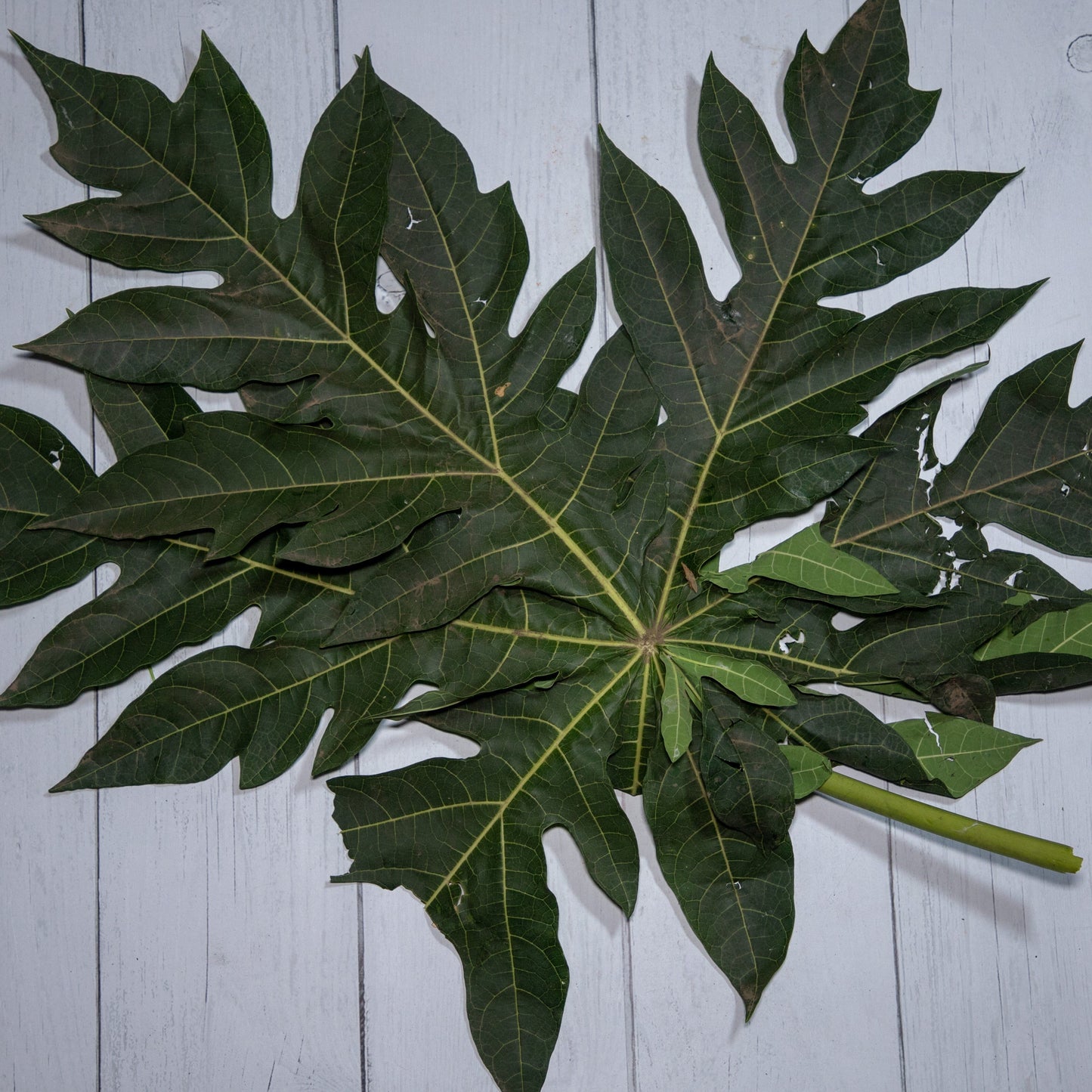 Papaya Leaves / Dengue Treatment -  100 % Natural & Farm Fresh  Herbs  