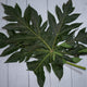 Papaya Leaves / Dengue Treatment -  100 % Natural & Farm Fresh  Herbs  
