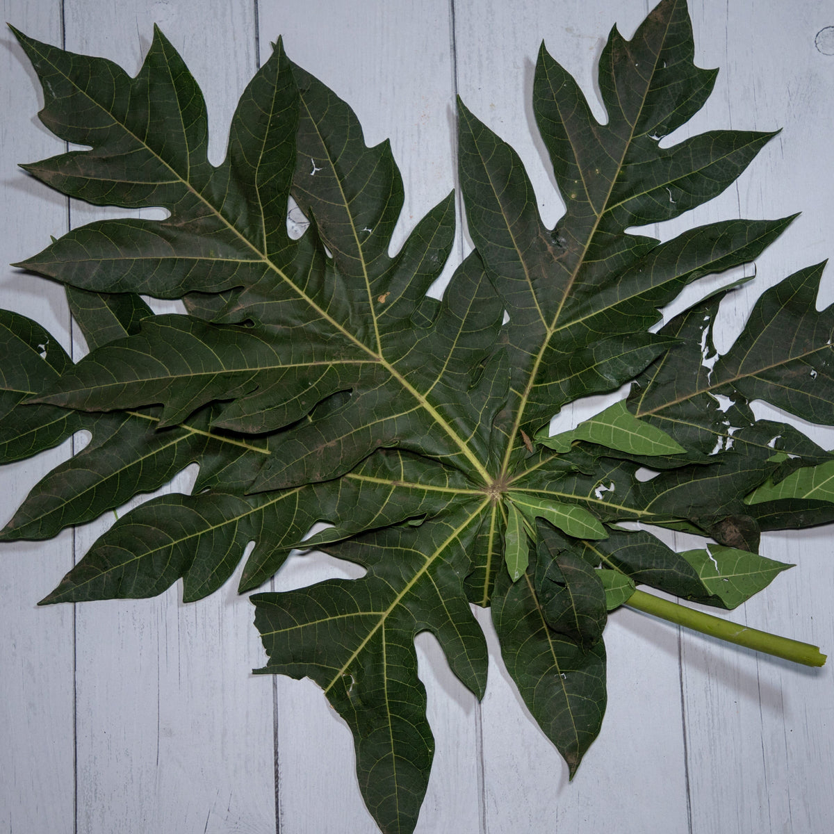 Organic Papaya Leaves / Dengue Treatment - 250 Gms - Kedia Organic Agro Farms