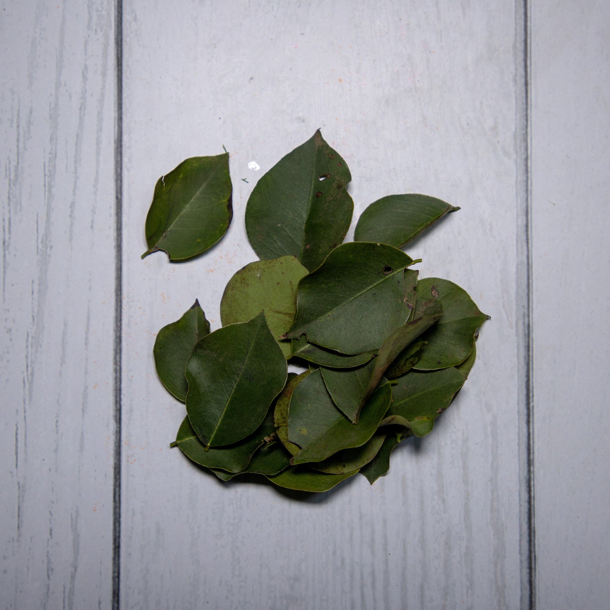 Sheesham Leaves - 1- 100 % Natural & Farm Fresh Herbs  