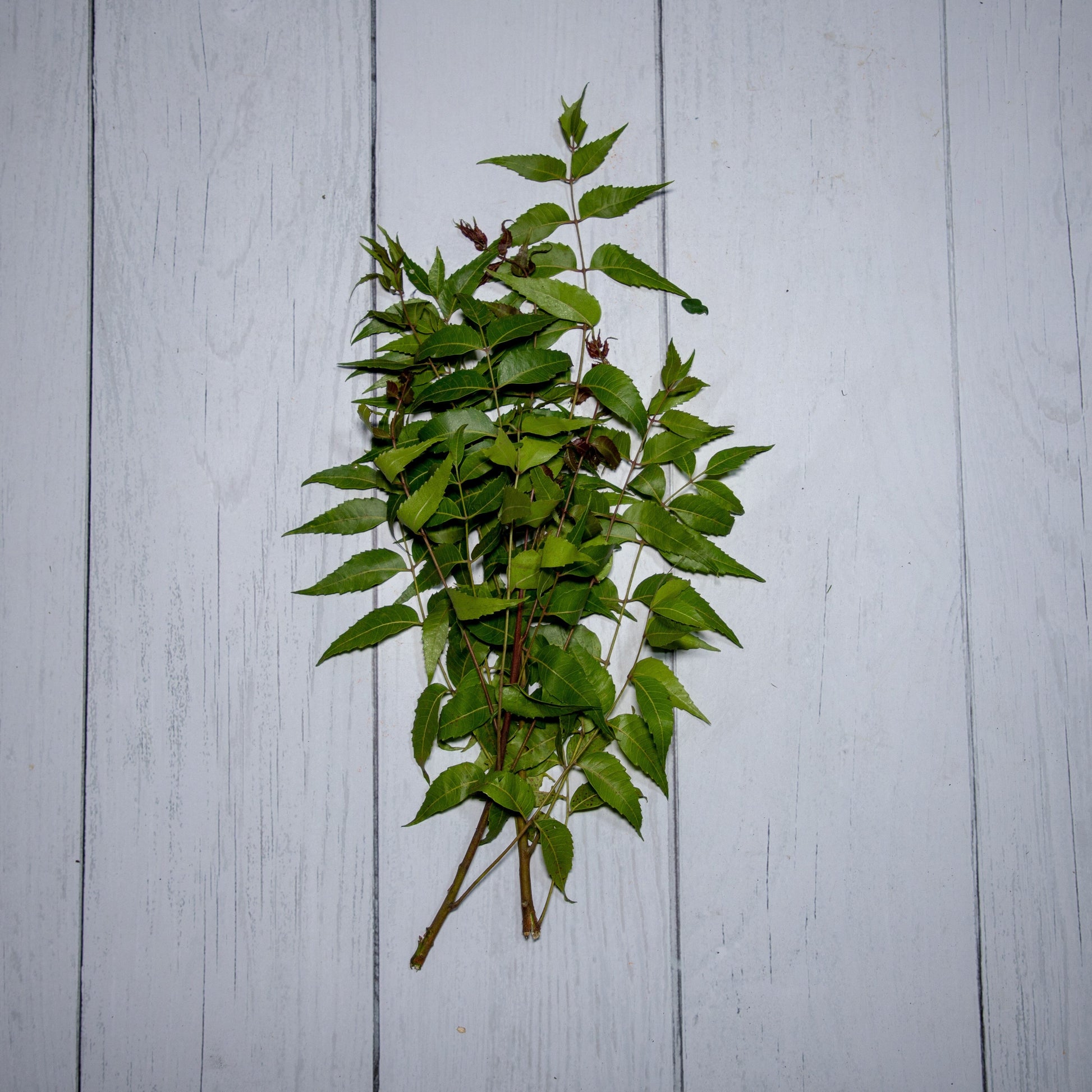 Neem Leaves / Azadirachta Indica -  100 % Natural & Farm Fresh  Herbs  