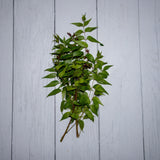Organic Neem Leaves / Azadirachta Indica - 100 Gms - Kedia Organic Agro Farms