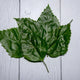 Hibiscus Leaves / Gudhal Ke Patte -  100 % Natural & Farm Fresh  Herbs  