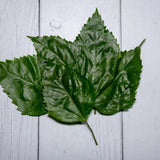 Organic Hibiscus Leaves / Gudhal Ke Patte - 100 Gms - Kedia Organic Agro Farms