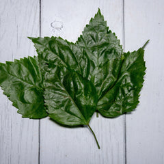 Organic Hibiscus Leaves / Gudhal Ke Patte - 100 Gms - Kedia Organic Agro Farms Herbs Kedia Organic Agro Farms 