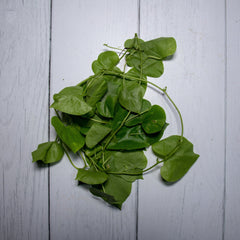Organic Giloy Leaves - 100 Gms - Kedia Organic Agro Farms Herbs Kedia Organic Agro Farms 