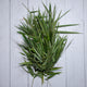 Bamboo Leaves -  100 % Natural & Farm Fresh  Herbs  