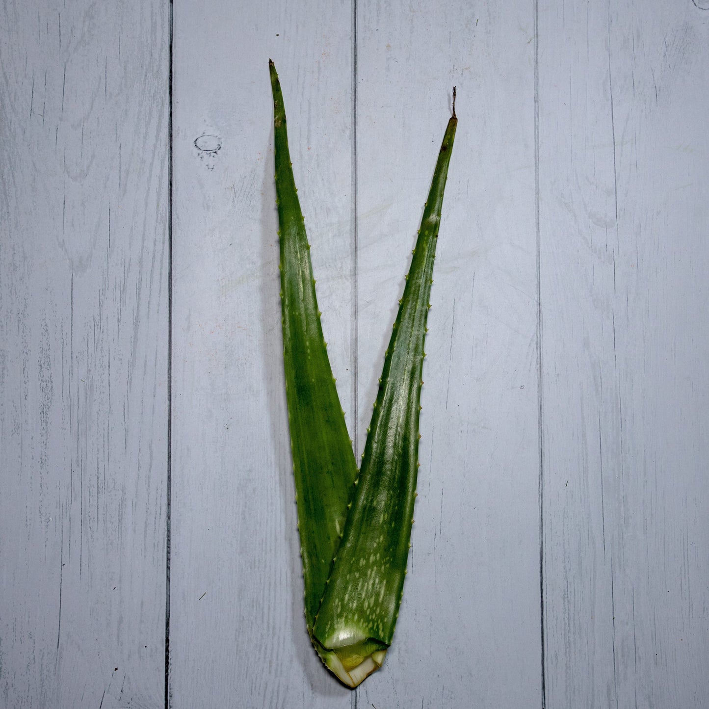 Aloevera Leaves / Gwarpatha -  100 % Natural & Farm Fresh  Herbs  