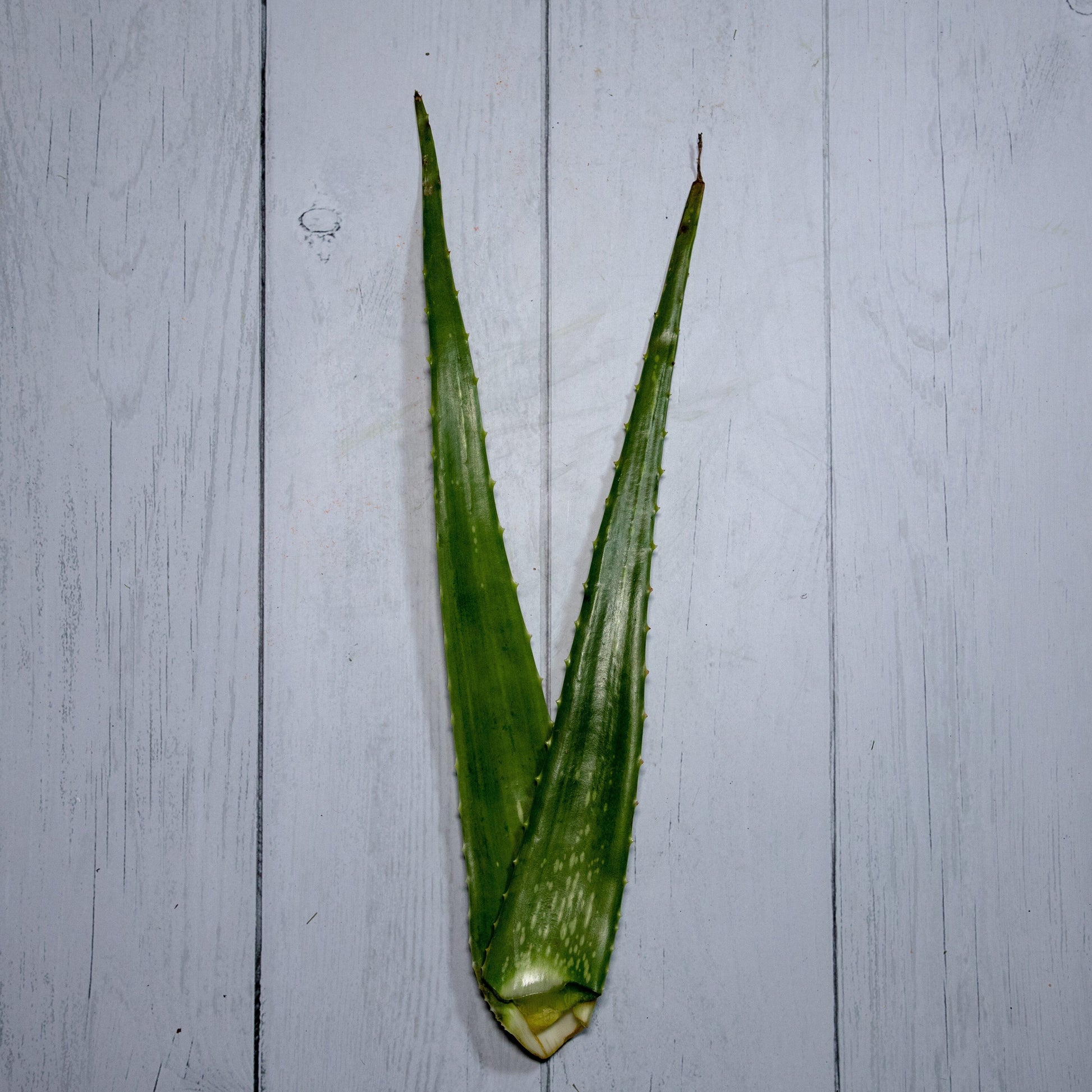 Aloevera Leaves / Gwarpatha -  100 % Natural & Farm Fresh  Herbs  