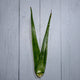 Aloevera Leaves / Gwarpatha -  100 % Natural & Farm Fresh  Herbs  
