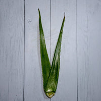 Organic Aloevera Leaves / Gwarpatha - 250 Gms - Kedia Organic Agro Farms