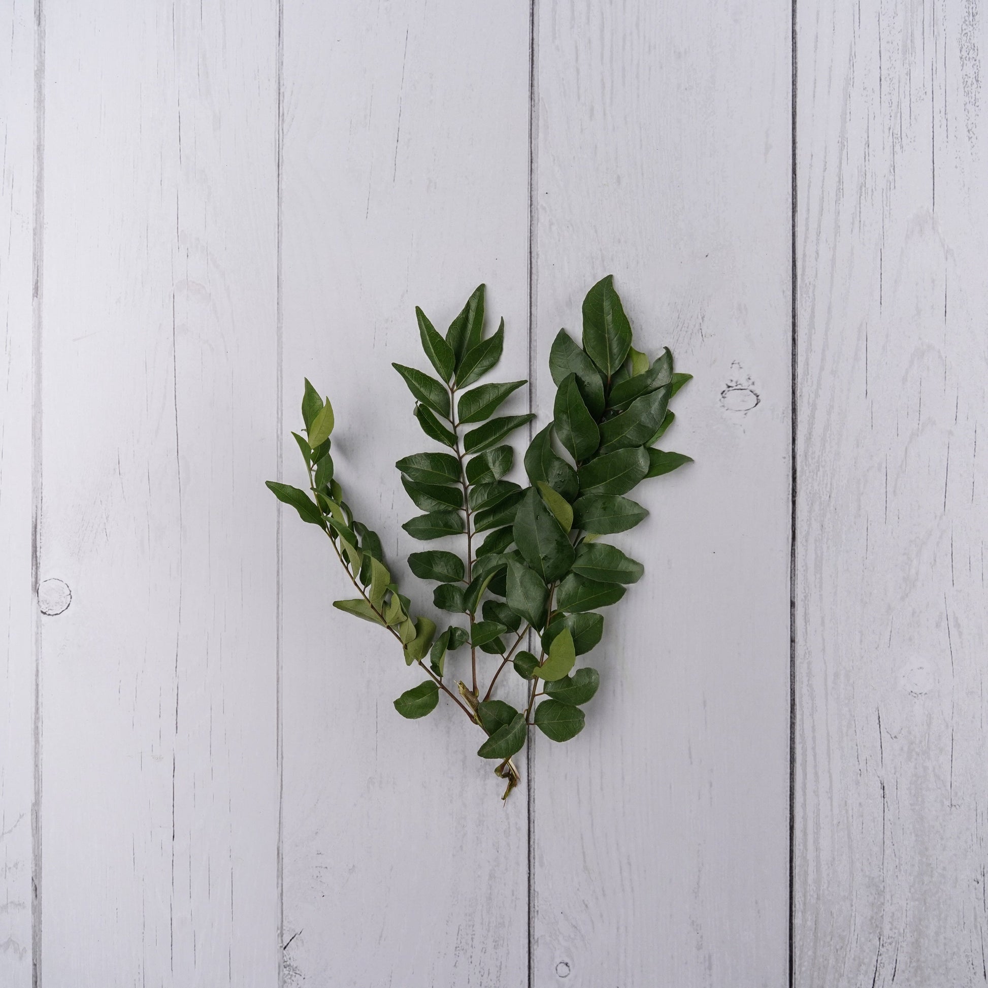 Curry Leaves / Kadi Patta -  100 % Natural & Farm Fresh  Leafy Vegetables  