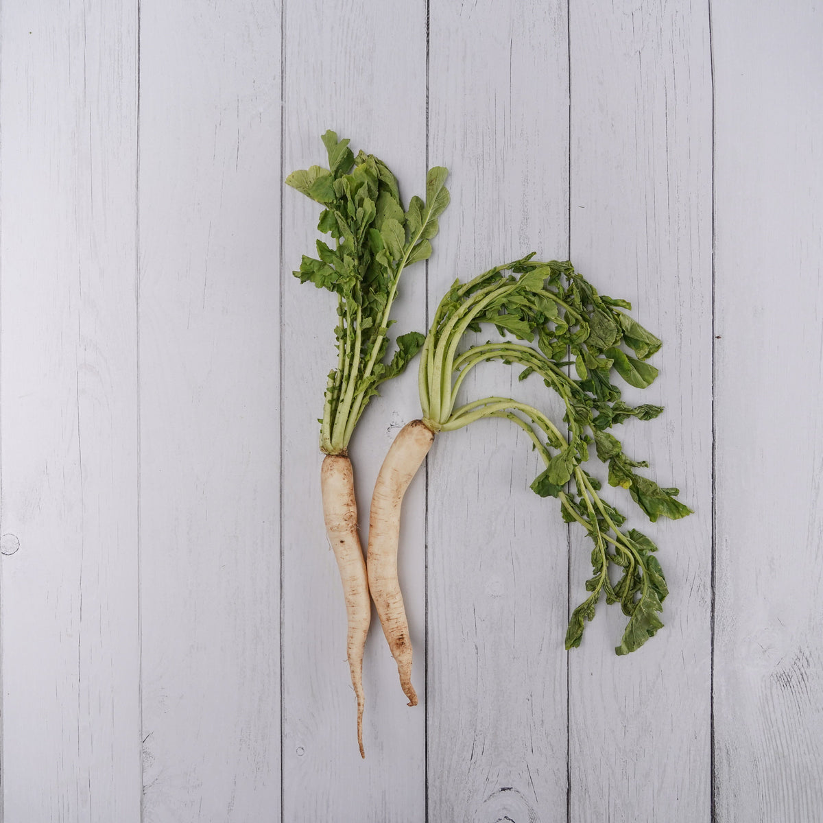 Organic Radish Big Size  / Mula - 500 Gms - Kedia Organic Agro Farms