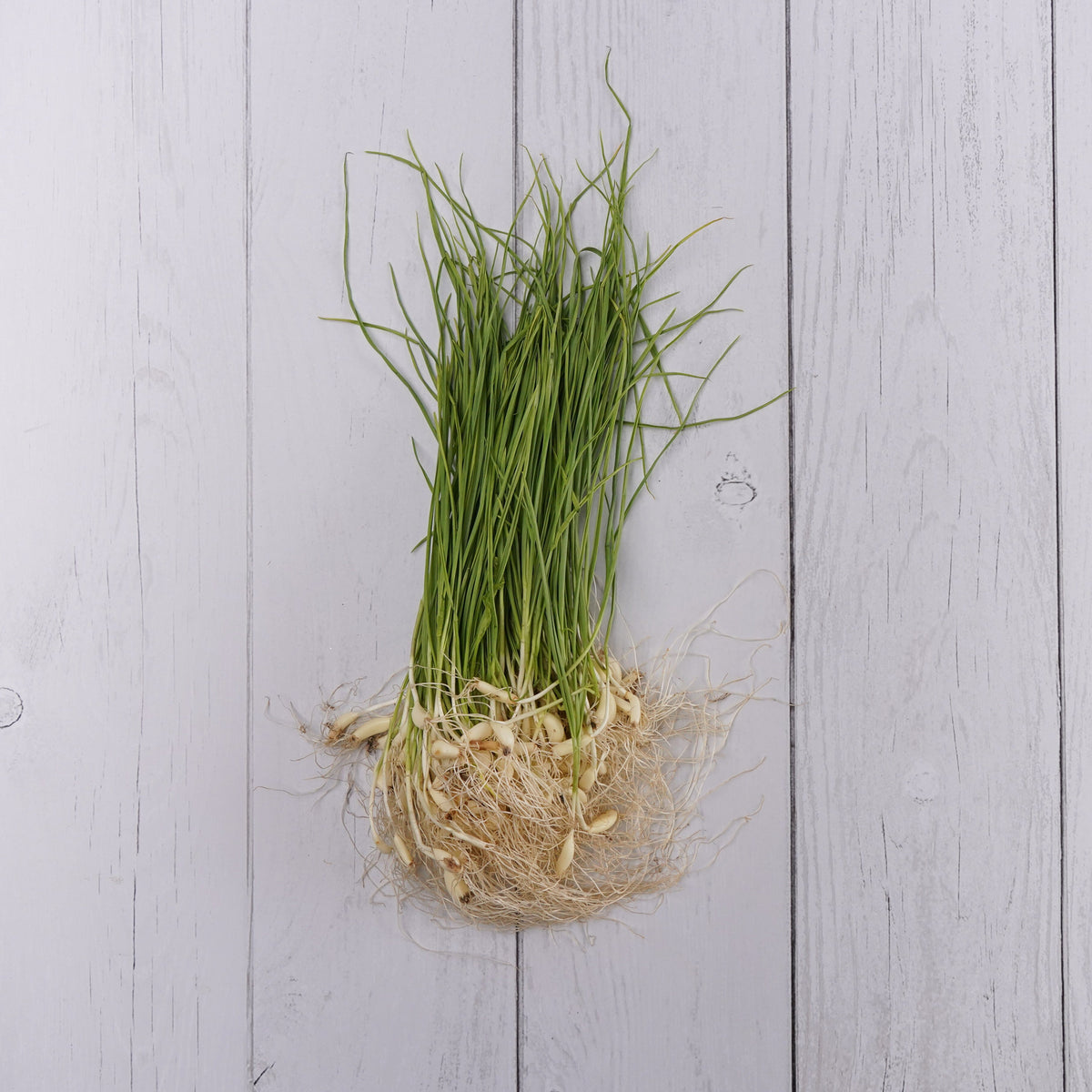 Organic Garlic Chives / Hara Lasun - 100 Gms - Kedia Organic Agro Farms Leafy Vegetables Kedia Organic Agro Farms 