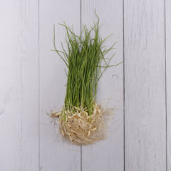 Organic Garlic Chives / Hara Lasun - 100 Gms - Kedia Organic Agro Farms Leafy Vegetables Kedia Organic Agro Farms 