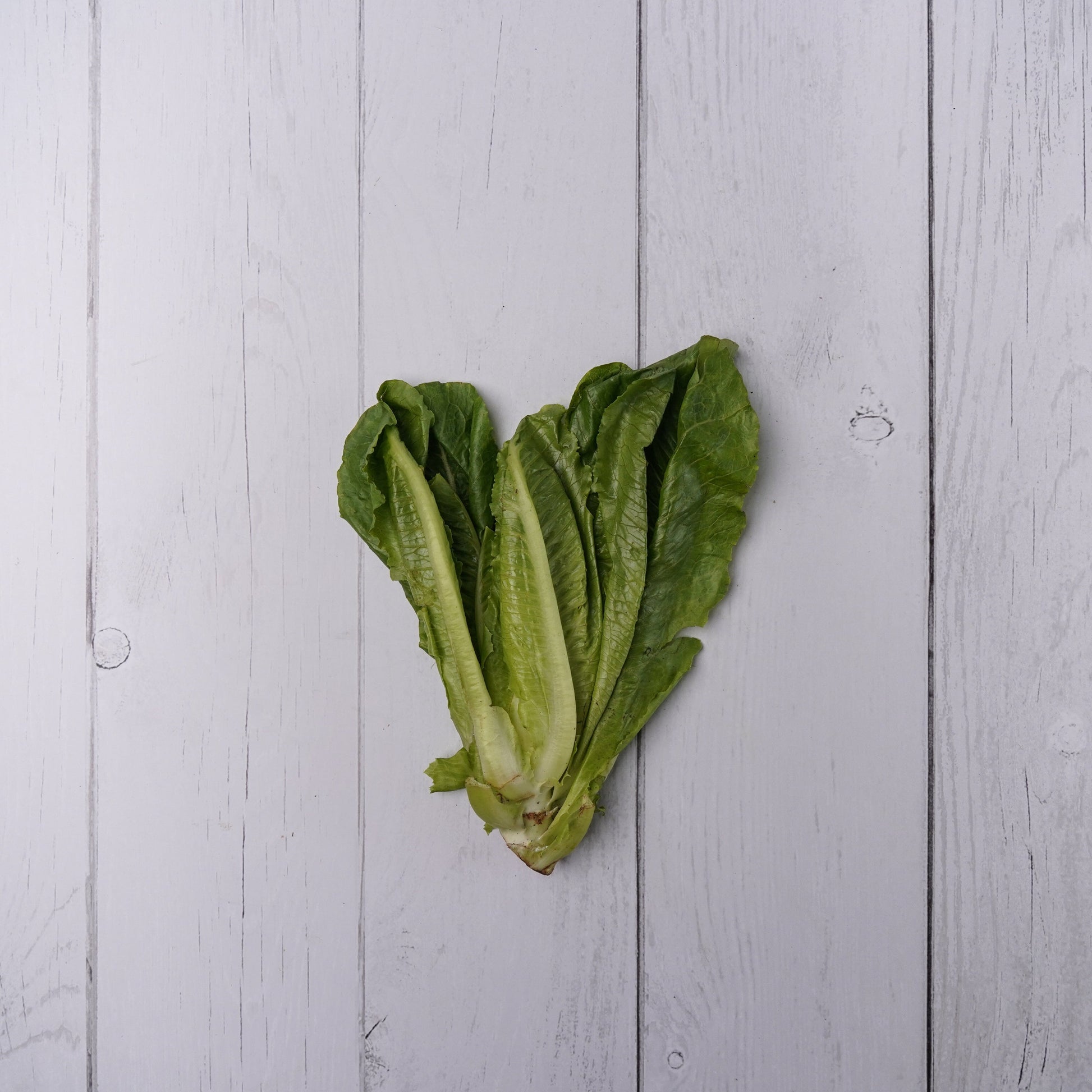Romaine Lettuce -  100 % Natural & Farm Fresh  Exotic Vegetables  