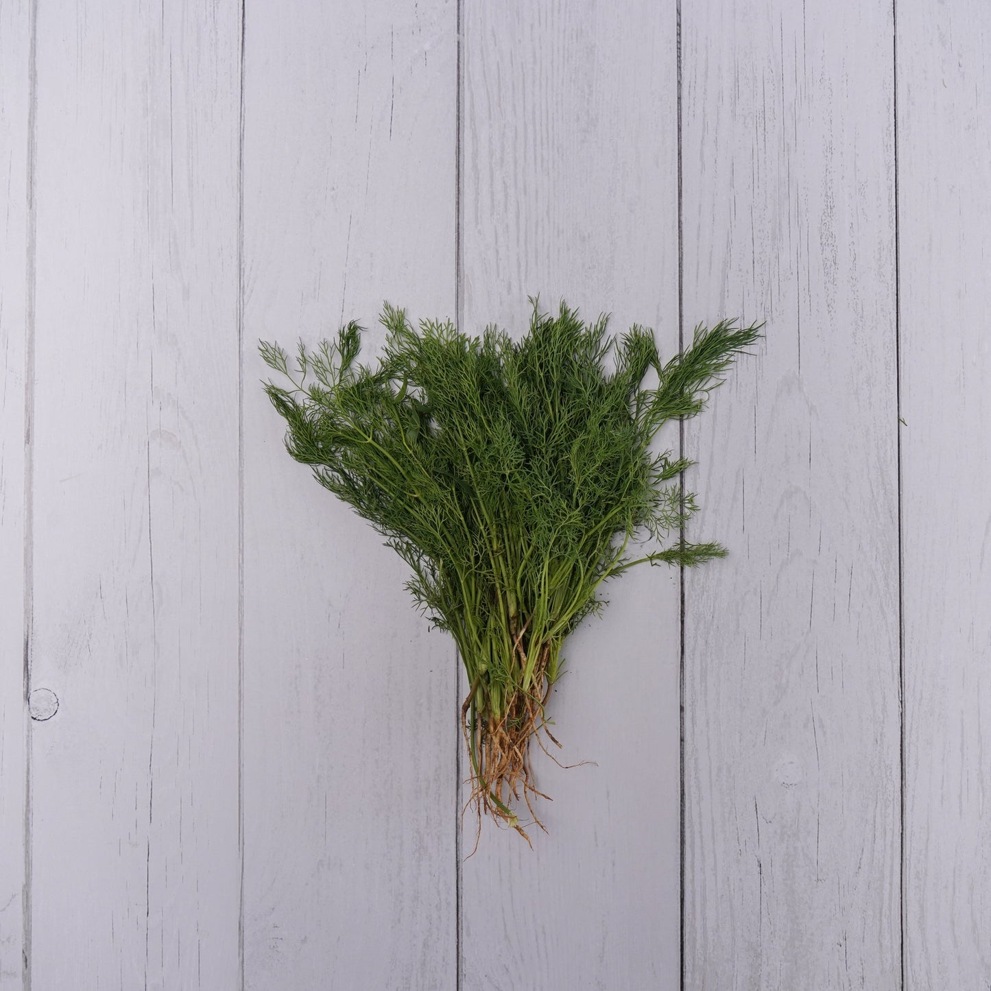 Dil Leaves / Shepu - 1- 100 % Natural & Farm Fresh Leafy Vegetables  